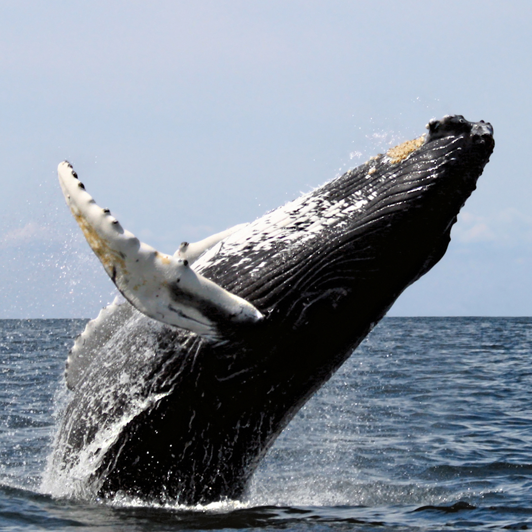 Whale watching at Brier Island